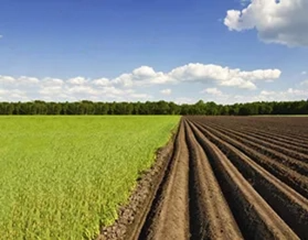Ammonium Sulfate Environmental Issues Image